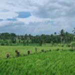 Menjaga Nafas Pertanian: Kisah Petani Desa Cibeber Merawat Sawah dan Tradisi