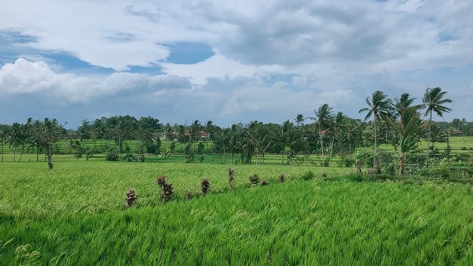 Menjaga Nafas Pertanian: Kisah Petani Desa Cibeber Merawat Sawah dan Tradisi